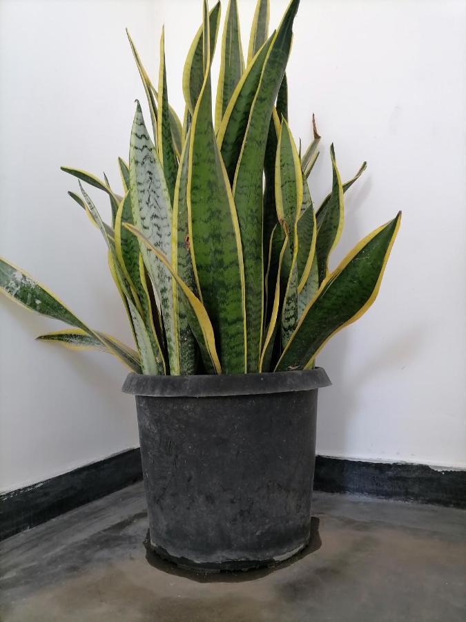 דירות דיקוולה Hiriketiya Hasmal House מראה חיצוני תמונה